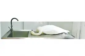 “爱心”投喂只能给它们带来伤害 郑州网红天鹅妈妈去世图片