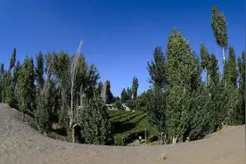 澳媒：40年，中国竟然种了10亿棵树……图片