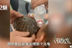 男子调戏乌龟被狠咬住脸，解救方法可谓神操作！网友：看着都疼啊图片