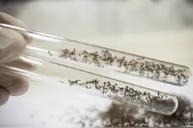 人类终于找到了对蚊子“种族灭绝”的杀手锏图片