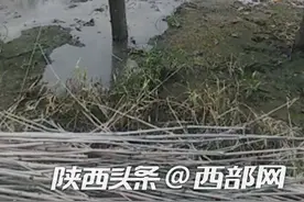 热线｜眉县一养殖场牛粪排放污染环境 回应：罚款1万元图片