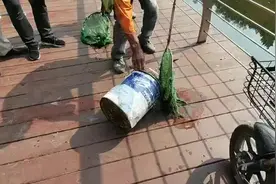 青岛一河道内惊现鳄鱼！身长半米，张着大嘴正在晒太阳！抓捕视频曝光…图片