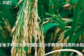 30秒｜收获啦 城市“小农夫”校园收水稻视频封面