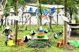 吃冰蛋糕、拆礼物盒 2019级大熊猫“天团”集体生日会在川举行图片