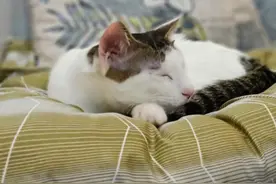 出游前宠物咋办？收下这份“寄养指南”！除了宠物店寄养，还有家庭式寄养、宠物保姆上门服务图片