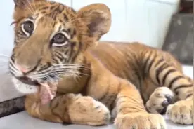 世界唯一虎狮虎兽宝宝满百天：已度过危险期视频封面