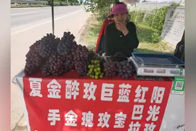 葡萄每年更新换代 种葡萄的人一年年老去图片
