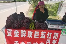 葡萄每年更新换代 种葡萄的人一年年老去图片