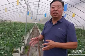 河北鸡泽：辣椒“联合体”抱团闯市场图片