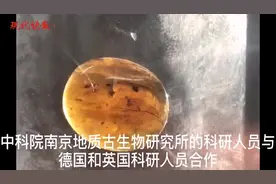 一亿年！世界最古老的精子现身，长度是身体的1/3图片