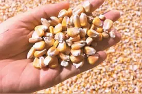 “大国粮仓”这样管图片