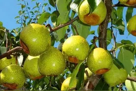 观澜｜莱阳梨和茌梨的传说，为何成了一宗“谜案”？图片