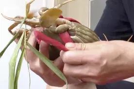 严重可致命！男子被螃蟹夹伤 手指腐烂肿到像猪蹄图片