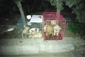 声带被切除疑似繁殖犬图片