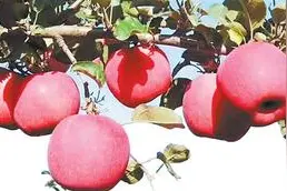 “甘味”苹果今年销价如 何图片
