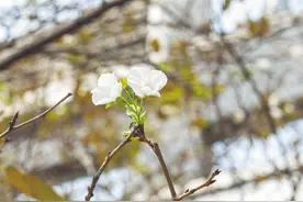 合肥出现3月樱花9月开异景图片