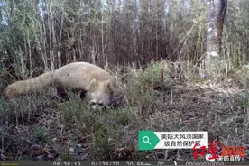 四川发现“褪色”小熊猫 专家：迄今为止发现的第一只变种小熊猫图片
