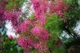 涨知识啦，柽柳、朴树、荨麻……应该这样念图片