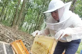 太赞了！这位白沙小伙酿得一手好蜜，还带领村里人搞起了养蜂基地图片