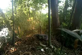 40秒丨萌化了！红外相机首次拍到野生扬子鳄宝宝破壳而出图片