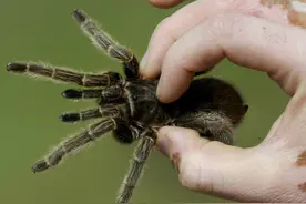 16岁女生半夜不睡觉竟和蜘蛛玩自拍，不料被咬伤后四肢抽搐图片