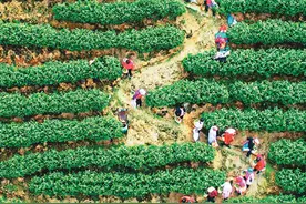 客家古村唱起新山歌图片