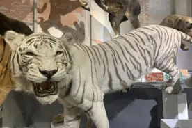 不仅是一张“皮毛”，这种技术让动物“死而复生”图片