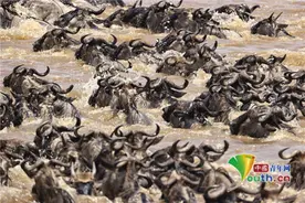 坦桑尼亚成千上万角马迁徙过河 泥水四溅蔚为壮观图片