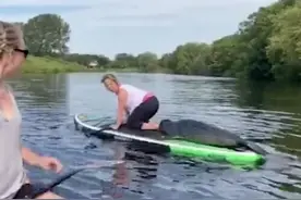海豹为搭顺风车爬上冲浪板吓坏女子图片