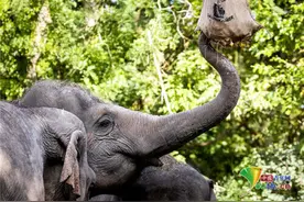 动物园给50岁大象庆生 系在荷兰境内动物园出生的最长寿大象图片