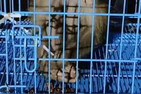 浙江姑娘爱养“特殊宠物”，在朋友圈一晒，被警方盯上了图片