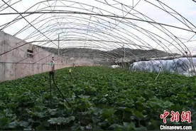吉林延边村庄用片片马蹄叶铺出绿色致富路图片