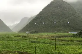 蚕宝宝吐“金”丝图片
