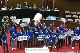 民进党当局作“进口美猪”报告 国民党抬巨型毒猪进场抗议图片