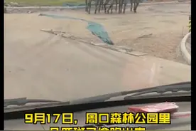 河南一动物园斑马出逃上路，网友“灵魂发问”：黑底白纹还是白底黑纹？图片