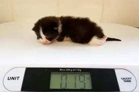 小奶猫长了一对O型腿 每天做3次理疗矫正图片