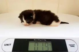 小奶猫长了一对O型腿 每天做3次理疗矫正图片