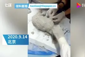 三个月大狗狗浑身涂石膏被遗弃，双目已失明图片