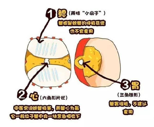 大闸蟹又肥啦!死蟹不能吃?母蟹更好?一文说清楚……