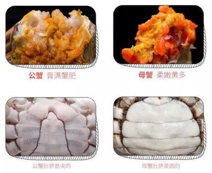 大闸蟹又肥啦!死蟹不能吃?母蟹更好?一文说清楚……