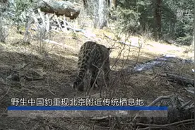 野生中国豹重现传统栖息地图片
