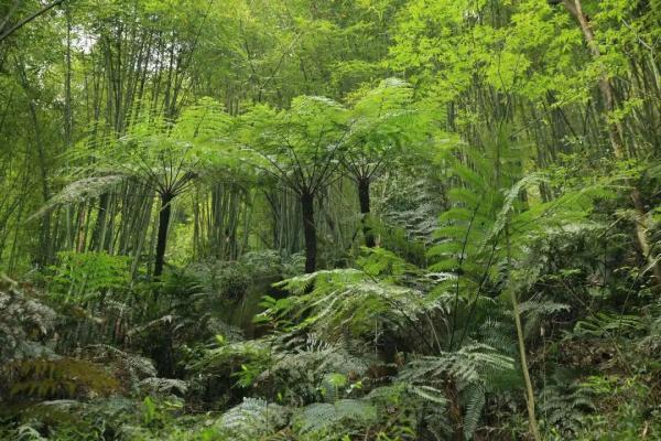 没挖过恐龙蛋，都不好意思说是河源人