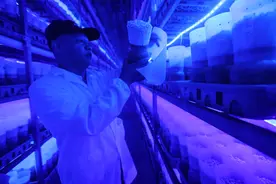 中国贫困农民生产的食用菌可能成为人类“移民”太空的食物图片