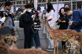 幸福东北丨中国梅花鹿第一乡“养”出的小幸福图片