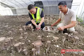 灵川发展产业扶贫，这个贫困村的猪肚菌喜获丰收图片