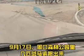 河南一动物园斑马出逃上路，真变“马路”图片