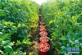 河北滦州：高效设施蔬菜种植促增收图片