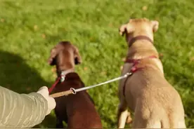 厦门：犬只乘电梯不戴嘴套或罚2000元图片