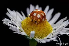 萌萌的昆虫世界，用微距带你看个够图片