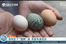 真·彩蛋！母鸡受刺激产下绿斑蛋 兽医专家：不建议食用图片